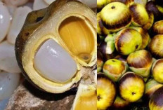 Kenyal & Lezat! Ini 5 Manfaat Buah Aren yang Jarang Diketahui, Salah Satunya bisa Mengontrol Gula Darah