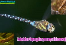 Capung, Serangga Purba yang Menjaga Keseimbangan Alam dan Pertanian