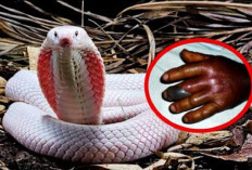 Jangan Panik! Lakukan 5 Langkah Pertolongan Pertama ini Jika Kamu Ingin Selamat dari Gigitan Ular Berbisa...
