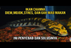 Ikan Channa Kamu Mojok Terus di Ujung Akuarium? Yuk Kenali Penyebabnya Disini!