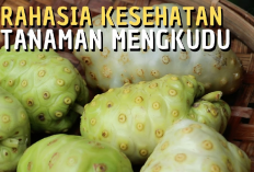 Jarang di Ketahui, Ini 7 Manfaat Buah Mengkudu untuk Kesehatan, Salah Satunya Menurunkan Kadar Kolesterol...