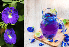 Selain Bentuknya yang Estetika, Ini 7 Manfaat Bunga Telang untuk Kesehatan Wanita, Ibu Menyusui Wajib Tahu!