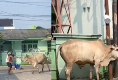 Kacau! Sapi Kurban Mengamuk di Serang, Injak Warga dan Hancurkan Kantor Partai