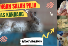 4 Rekomendasi Alas Kandang Kelinci Terbaik Agar Terhindar dari Penyakit, Apa Aja?