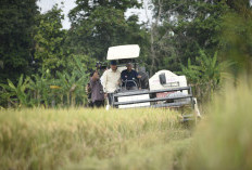 Plong! Stok di Bulog Capai 2,2 Juta Ton, Beras Aman Jelang Lebaran Idulfitri 1446 H
