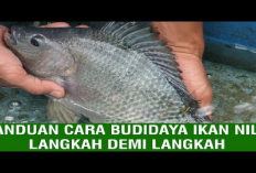 8 Cara Mengoptimalkan Budidaya Ikan Nila untuk Hasil yang Maksimal, Yuk Simak Penjelasannya