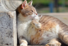 Dikira Berteman! Ternnyata ini 4 Alasan Kucing Takut Dengan Tikus, Kok Bisa?