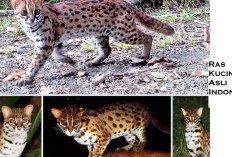 Mengenal 5 Ras Kucing Hutan Asli Indonesia yang Memiliki Bulu Indah yang Eksotis, Apa Aja?