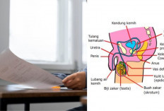 Viral! Murid SMA di Bandung Barat Diberi Soal Ujian Biologi Gambar Alat Kelamin, Guru Unggah Klarifikasi