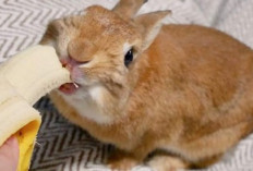 Gak Perlu Khawatir! Kenali Penyebab Kelinci Tidak Mau Makan dan Cara Mengatasinya bagi Bunny Lovers