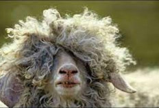 Wajib Tau! 5 Penyebab dan Cara Alami Mengatasi Bulu Kambing Rontok, Tips Bagi Peternak Pemula