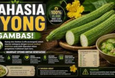 Gambas Jangan Diremehkan! Ini Manfaat Gambas untuk Kesehatan yang Bikin Banyak Orang Kaget