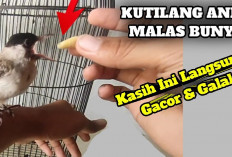 6 Rekomedasi Pakan Burung Kutilang Agar Makin Sehat dan Gacor, Yuk Kicau Mania Cobain Sekarang...