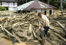 Hutan Gundul Picu Banjir Besar di Sumatera, Kemenhut Ungkap Lokasi Pembalakan Liar!