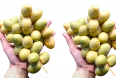 Manfaat Kurma Muda untuk Pria Dewasa! Rahasia Alami Tingkatkan Kesuburan dan Kualitas Sperma