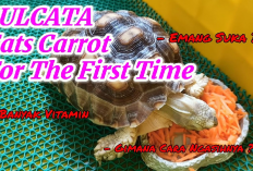 Info Ternak, 6 Manfaat Sayur Wartel Bagi Kura-Kura Sulcata Sebagai Pakan Alternatif