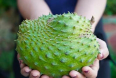 5 Manfaat Buah Sirsak Bagi Kesehatan, Nomor 5 Bisa Memperlancar Pencernaan Karena...