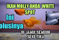 Info Ternak, 7 Cara Mengobati Ikan Platy Pedang Dan Molly Sakit Jamuran, Kamu Harus Tau!
