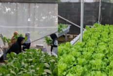 Lahan Sempit Jadi Ladang Cuan: Panen Sayur, Raup Rp2 Juta per Minggu!