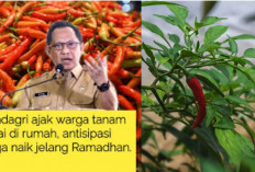 Mendagri Ajak Masyarakat Tanam Cabai Mandiri Jelang Ramadan, Ternyata Ini Lama Waktu Pohon Cabai Panen!