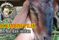Mengatasi Pilek Pada Kambing Pilihan Obat dan Perawatan yang Efektif, Gini Caranya!