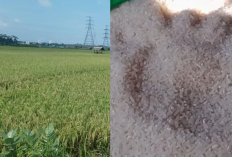 Harga Beras Melonjak! Ini Dampak Langsung dari Kenaikan Harga Gabah Petani