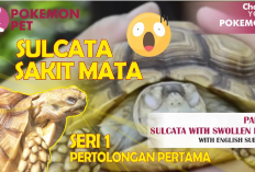 Info Ternak, 5 Faktor Penyebab Kura-Kura Sulcata Sakit Mata, Waspadai Gejala Penyakit Tersebut Disini