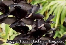 Yuk Ketahui Fakta Unik Anggrek Hitam yang Memiliki Warna Eksotis nan Indah 