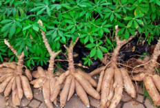 Mengenal Lebih Dalam Jenis-jenis Ubi Kayu: Kerinting, Pulut, dan Sawah Bendang