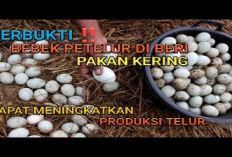7 Strategi Efektif Untuk Meningkatkan Produksi Telur Pada Bebek Petelur, Apa Aja Tuh?
