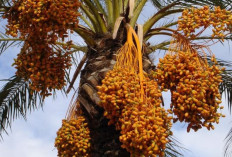 Dibalik Rasanya yang Manis, Inilah Alasan Kurma Selalu Identik di Bulan Puasa Ramadhan, Begini Faktanya!