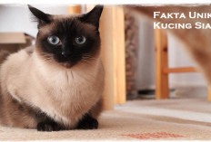 4 Fakta Unik Kucing Siam yang Cat Lover Wajib Tau! Ternyata Bulunya Bisa Berubah Warna, Kok Bisa Sih?
