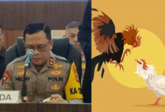 Terungkap Peran Anggota Brimob Polda Sumsel yang Jadi Tersangka Kasus Judi Sabung Ayam di Lampung 