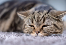 Yuk Simak! Alasan Kenapa Kucing Memuntahkan Makanan dan Bulunya, Ini Penjelasannya