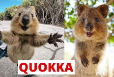 Mengenal 6 Fakta Unik Hewan Quokka yang Dijuluki Sebagai Hewan Paling Bahagia di Dunia, Apa Aja?