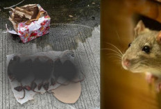 Setelah Kepala Babi, Kini Tempo Kembali Dikirim 6 Bangkai Tikus yang Terpenggal, Teror?