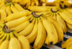 Jangan Lewatkan! Ini Alasan Mengapa Pisang Wajib Dikonsumsi Sebelum dan Sesudah Olahraga