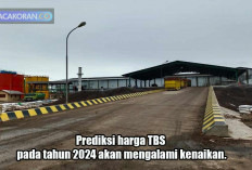 Harga TBS 2024 Diprediksi Naik, Ini Penyebabnya