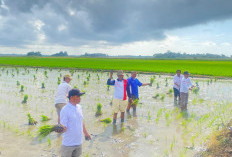 Kementan Yakini Produksi Padi Tahun 2025 Meningkat, Ini Langkah Yang Harus Diambil Bulog