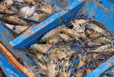 5 Cara Mengatasi Kegagal Budidaya Udang Galah Identifikasi Penyebab dan Solusinya, Gimana Tuh?