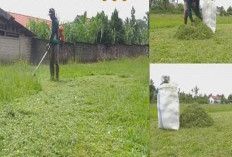 Info Ternak, Peternak Harus Tau Nih Cara Membuat Pakan Kambing Fermentasi Dari Rumput Liar, Cekidot!