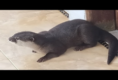 Owner Tau Gak Penyebab Baby Otter Berisik, Si Berang-Berang Air yang Lucu Berikut Penjelasannya...