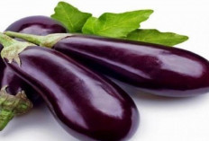 Kaya Nutrisi! Inilah Manfaat dan Jenis Terong untuk Kesehatan Tubuh Manusia, Apa Saja Sih? 