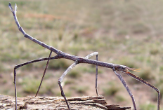 Memiliki Bentuk Tubuh Unik, 5 Hewan ini Dapat Berkamuflase Untuk Menipu Predatornya, Apa Aja?