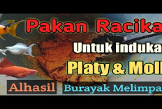 Info Ternak, Cara Membuat Pakan Sendiri untuk Ikan Platy Pedang, 6 Resep Rahasia Agar Beranak Banyak