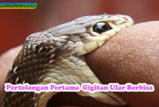 Pertolongan Pertama Saat Terkena Gigitan Ular Berbisa Serta Tindakan Penting Untuk Menghindari Risiko Fatal