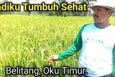 Hadapi Elnino, Sebagai Lumbung Beras, Petani Disini Diminta Jangan Jual Keluar Daerah