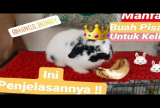 Kamu Memberi Makan Kelinci dengan Bahan Baku Pisang? Yuk Simak Penjelasan Berikut Ini! No 3 Bikin Ketawa