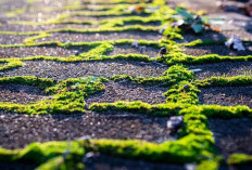 Tips Ampuh Hilangkan Lumut dari Paving Block, Mudah dan Praktis Pakai Bahan di Dapur!