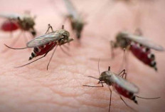 Nyamuk Marak, Warga OKU Selatan Minta Pemkab Segera Fogging